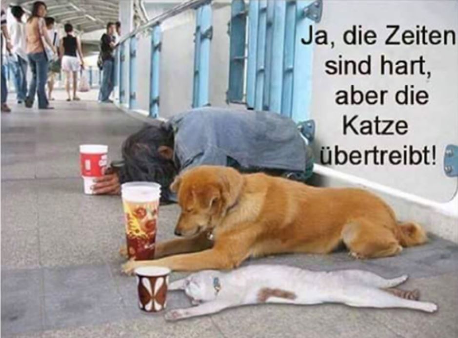 Tiger&Wölfe.JPG
