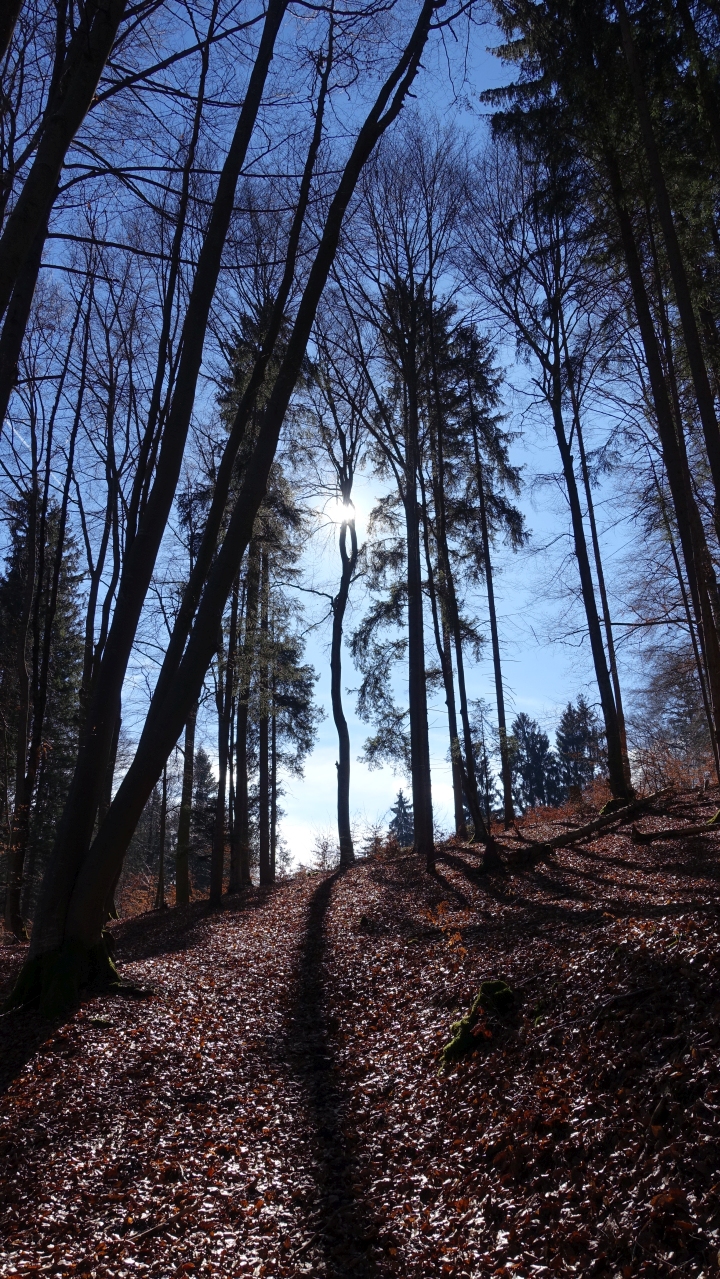 wald01.jpg