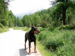 Silser-Camp.platz, Quinn beim Spazierengehen.JPG