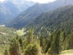 wald.jpg