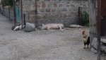DSC04419.jpg