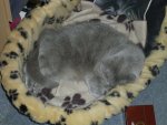 Mausi02.jpg