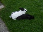 Hasen (49).JPG