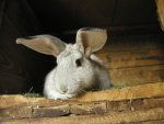 Hasen (15).JPG
