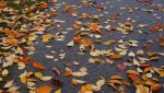 DSC06106.jpg