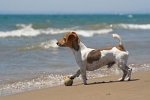 Urlaub_mit_Hund_Egmond_aan_Zee_1208096433.jpg