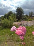 Bild0216k.jpg