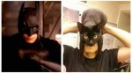 BatCatman.jpg