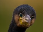 Vogel-des-Jahres-2010-a18836738.jpg
