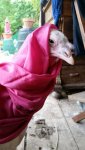 IMG-20170524-WA0004_1.jpg
