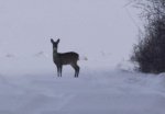 Reh im Schnee.jpg