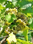 IMG_20181008_140116-01.jpg