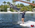 Delphin springt über Stange.jpg