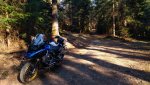 wald1.jpg