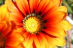 DSC00481.jpg