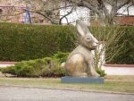 hase.jpeg