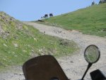IMG_2536.jpg