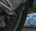 Raste01.jpg