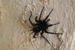 DSC01136.jpg