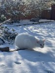 Schnee3.jpg