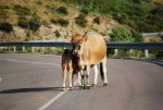 Sardinien_05-2009 186.jpg
