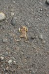Plattfrosch.jpg