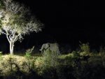 Krueger_Nationalpark.JPG