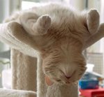 Katze entspannt.jpg