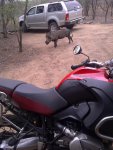 q meets warthog.jpg