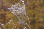 DSC03636.jpg
