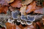 DSC03663.jpg