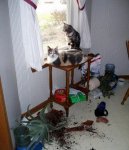 Katzen alleine zu Hause.jpg