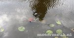 motormeuk_04399_original_115.jpg