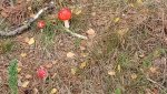 IMG_20221013_124333_655.jpg