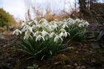 Frühling 2.jpg
