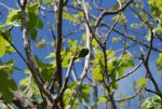 DSC_0038.jpg