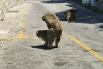 Gibraltar Affen.JPG