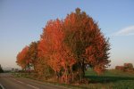 IMG_2900.jpg