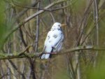 DSC00507.JPG