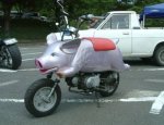 pig_bike.jpg