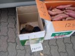 hund_1.JPG