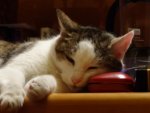 DSC05118.jpg