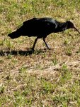 Waldrapp-01.jpg