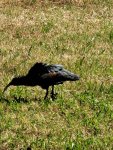 Waldrapp-02.jpg
