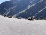 IMG_2475.jpeg