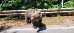 baer2.jpg