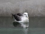 albatross_wellington_zoo_N2.jpg