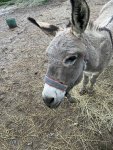 IMG_3045.jpeg