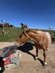IMG_2626.jpeg