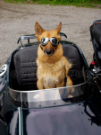hund.png